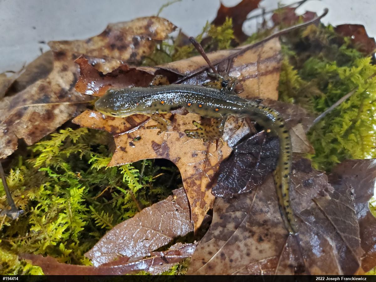 Red-spotted Newt