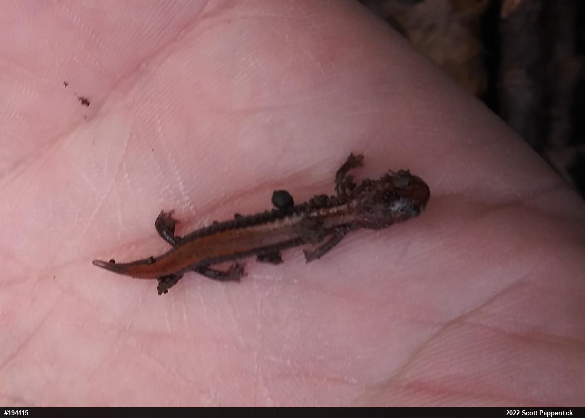 Eastern Red-backed  Salamander