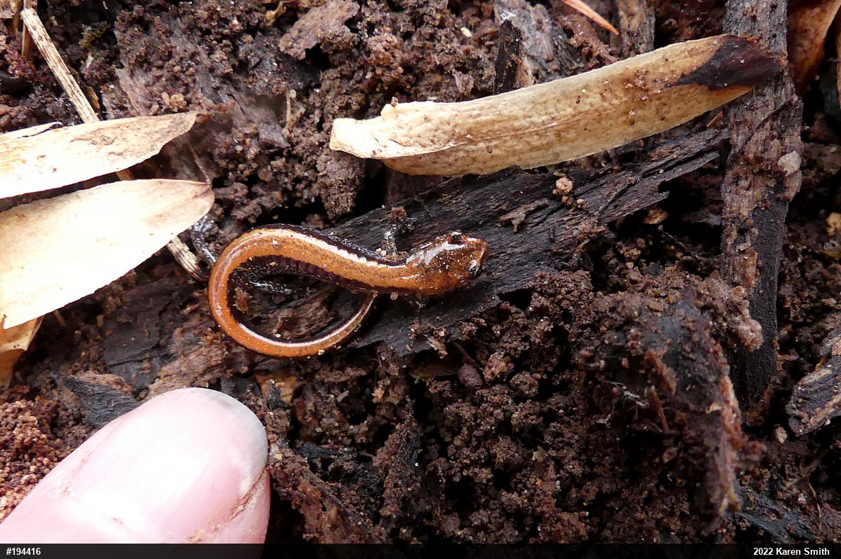 Eastern Red-backed  Salamander
