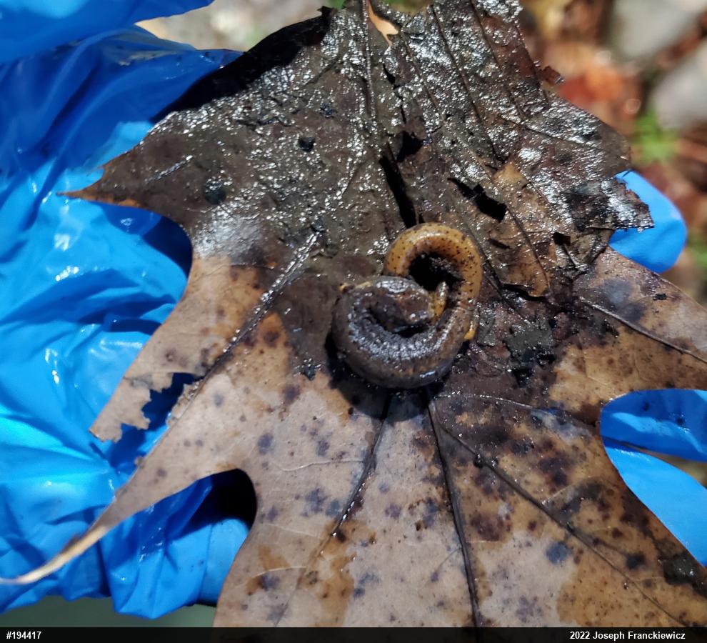 Four-toed Salamander