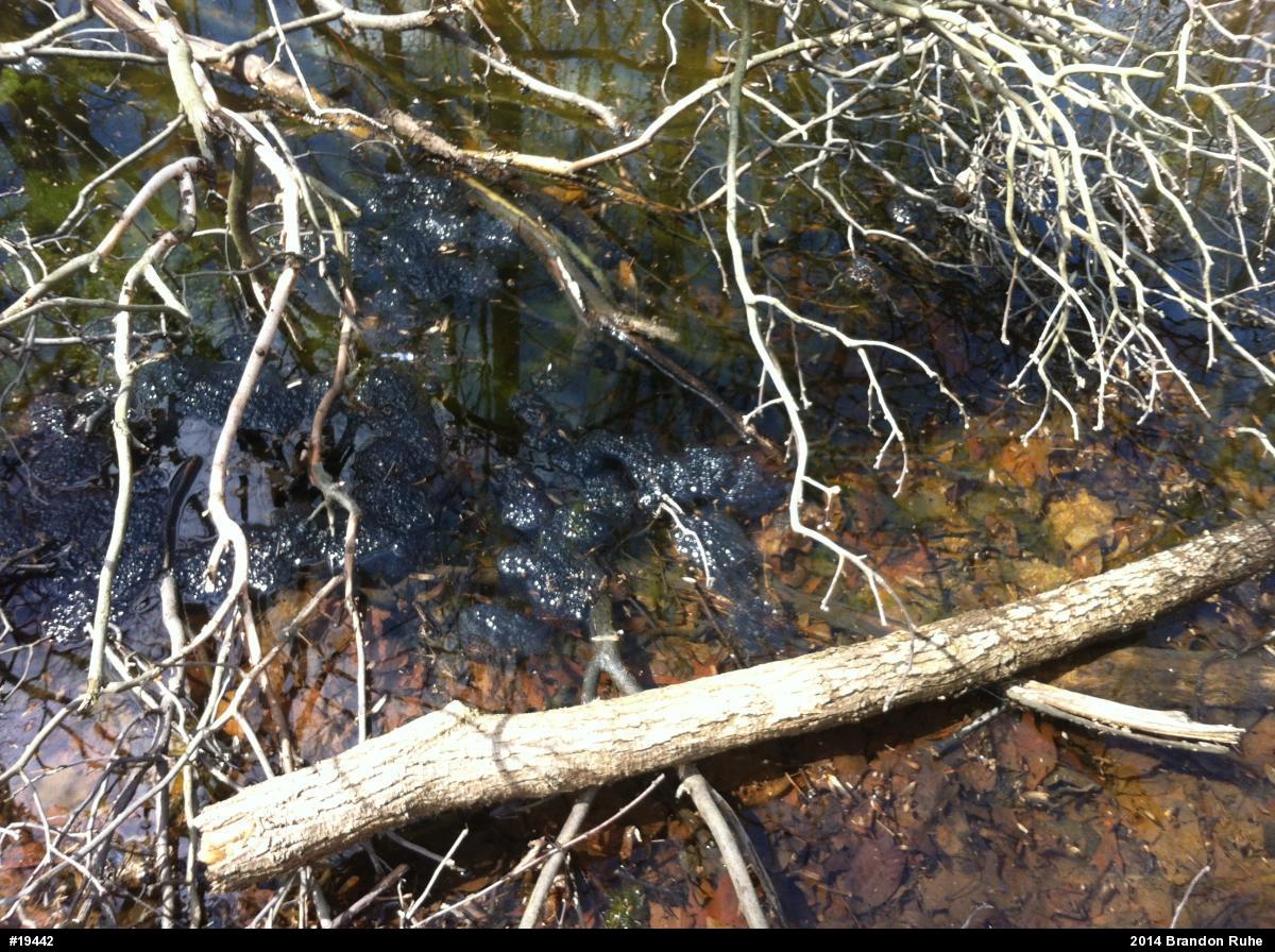 Wood Frog