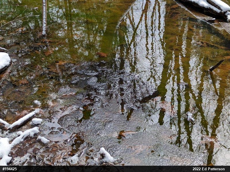 Wood Frog