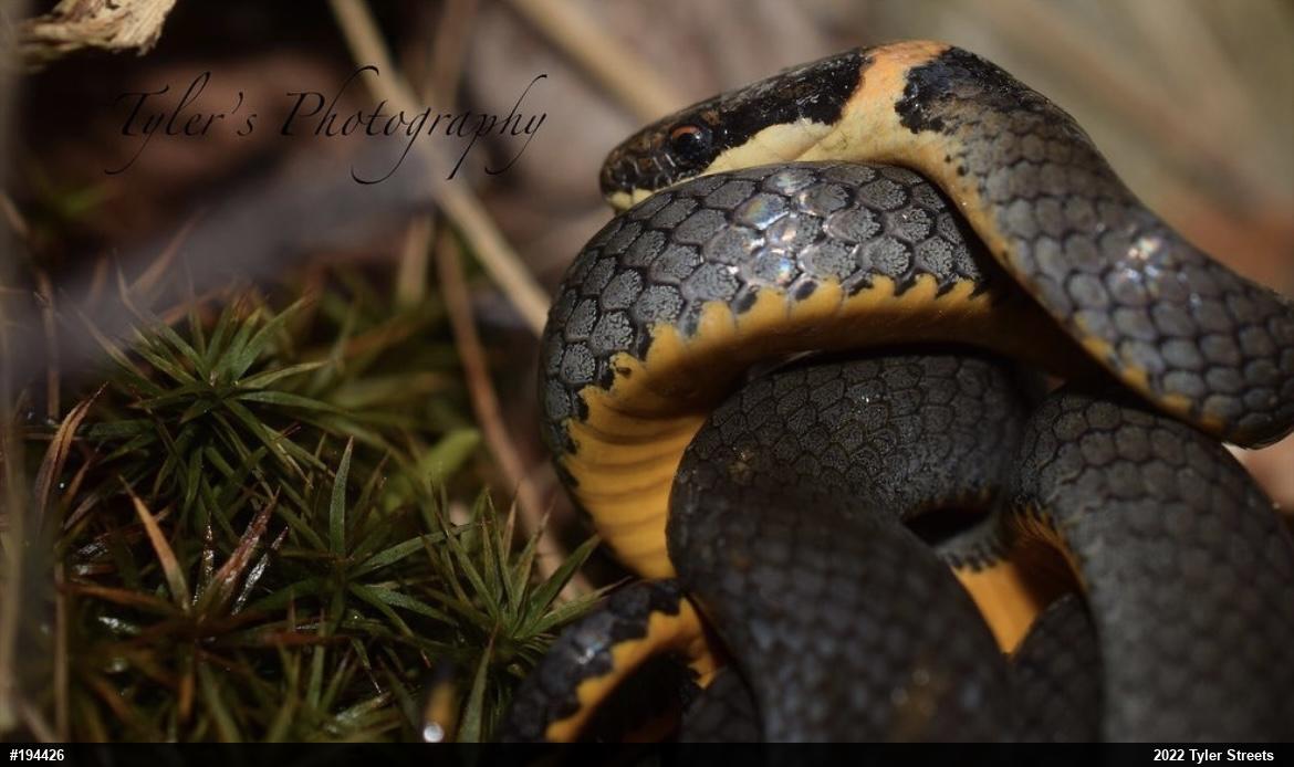 Northern Ring-necked Snake