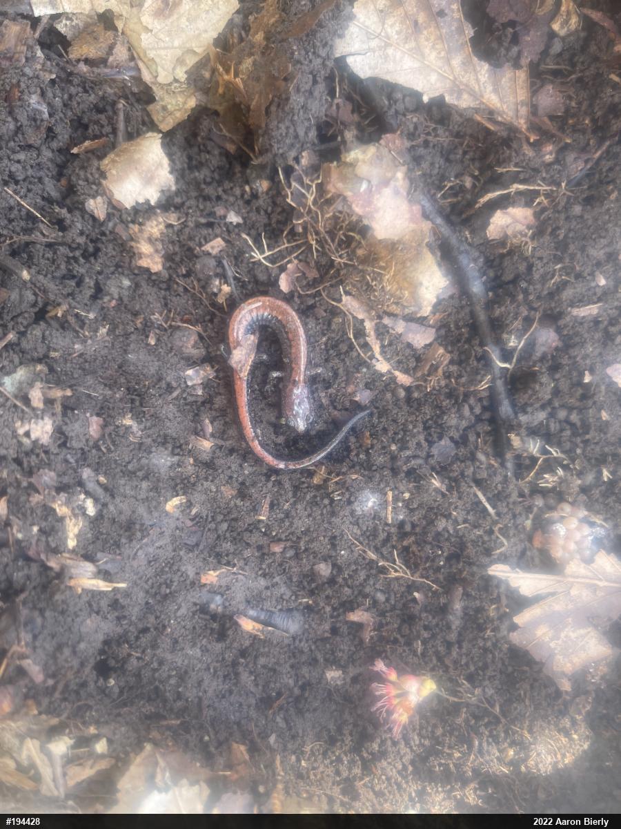 Eastern Red-backed  Salamander