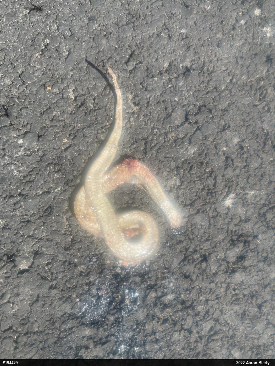 Eastern Gartersnake
