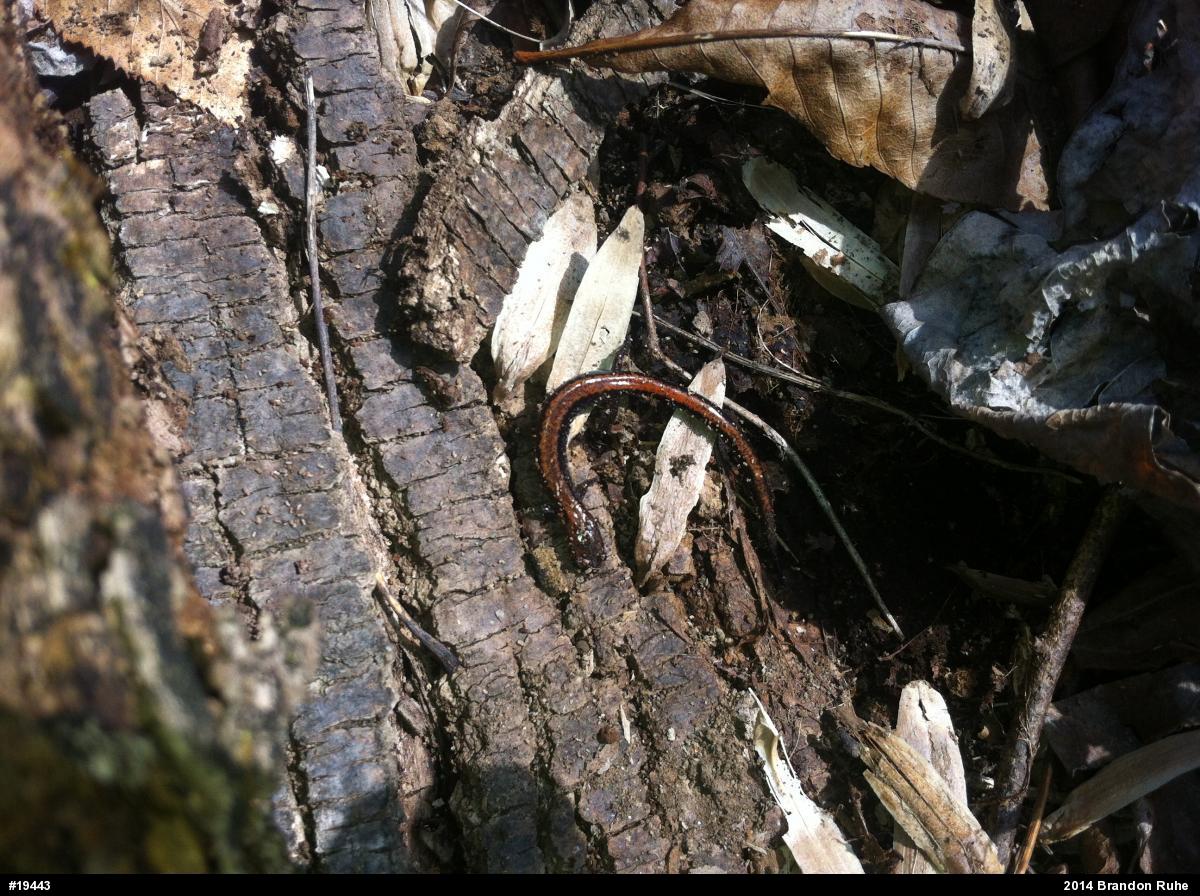 Eastern Red-backed  Salamander