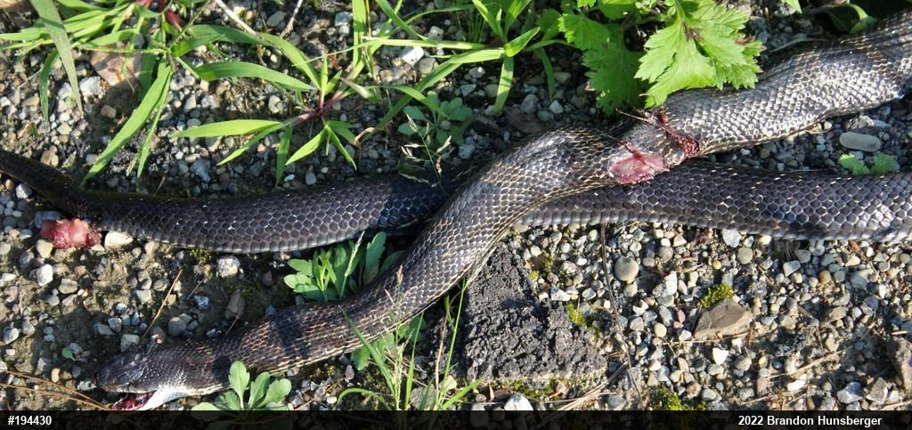 Eastern Ratsnake