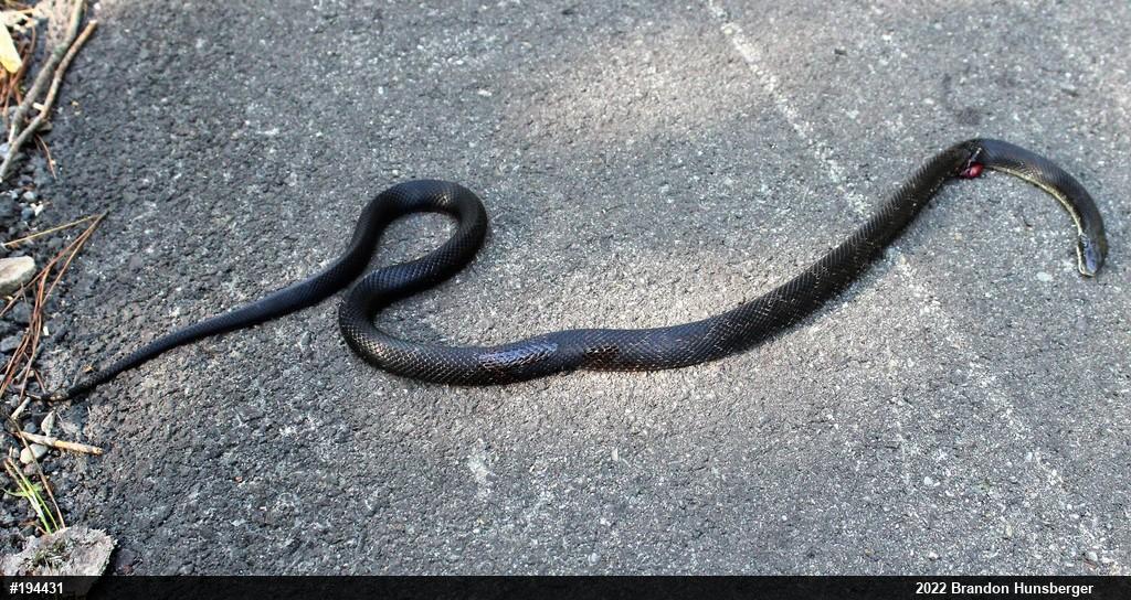 Eastern Ratsnake