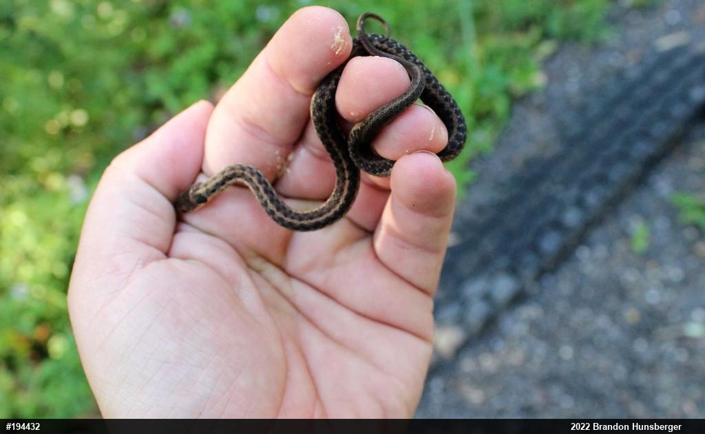 Eastern Gartersnake