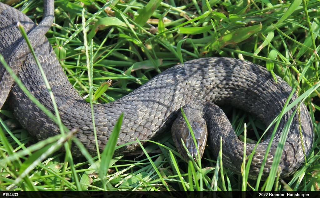 Northern Watersnake