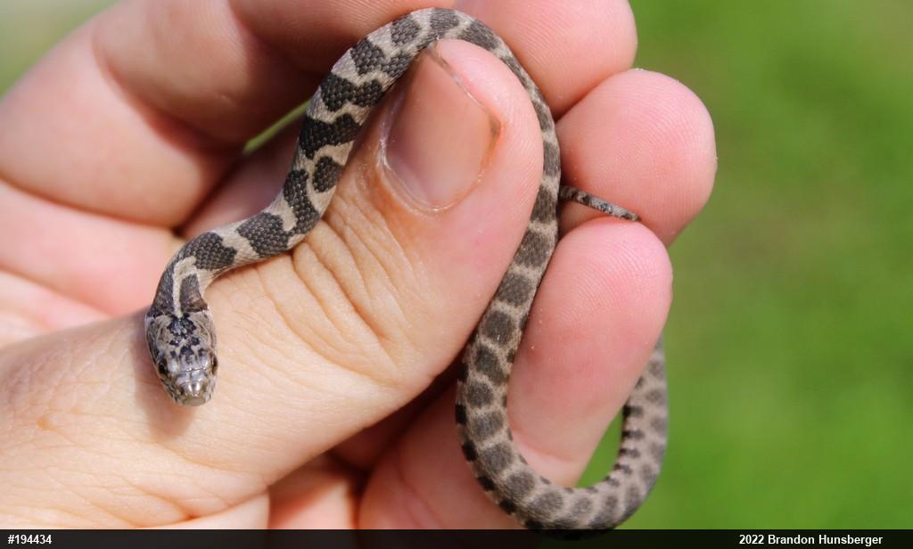 Northern Watersnake