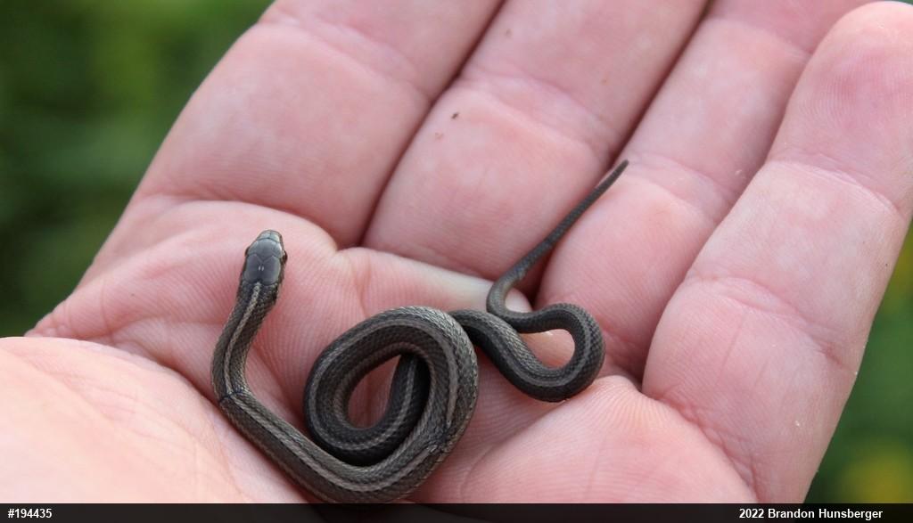 Shorthead Gartersnake