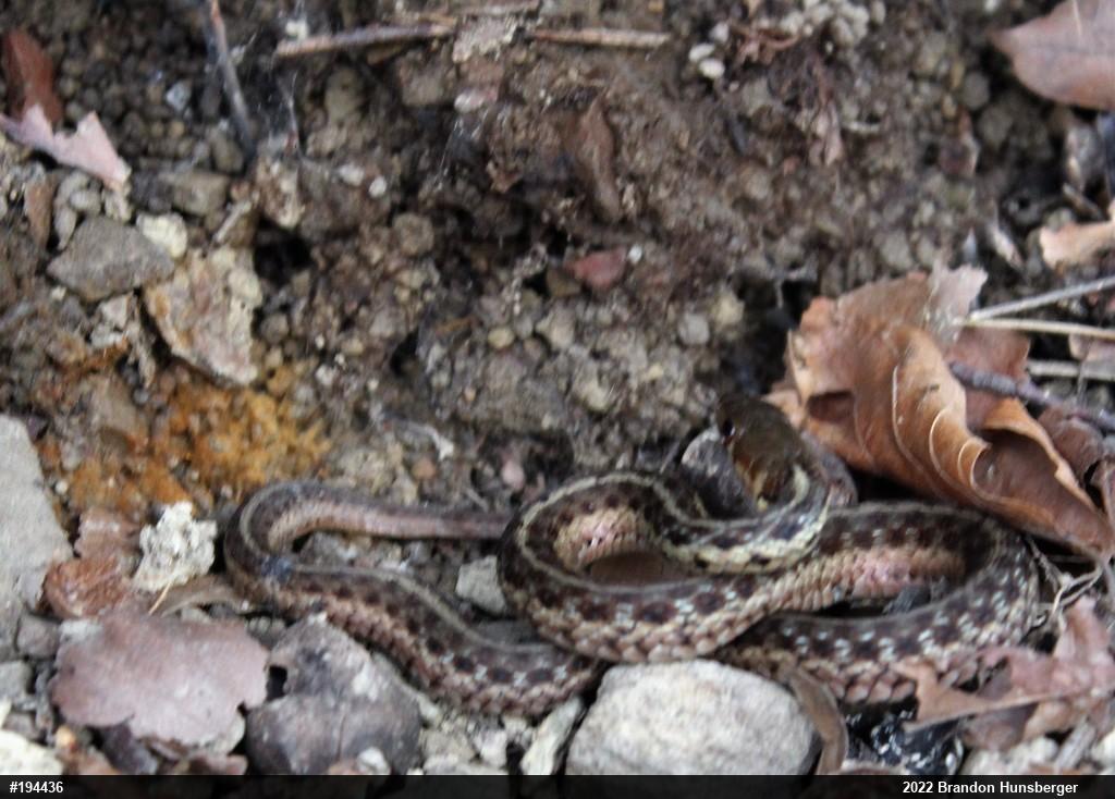 Eastern Gartersnake