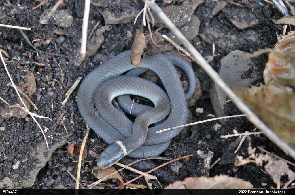 Northern Ring-necked Snake