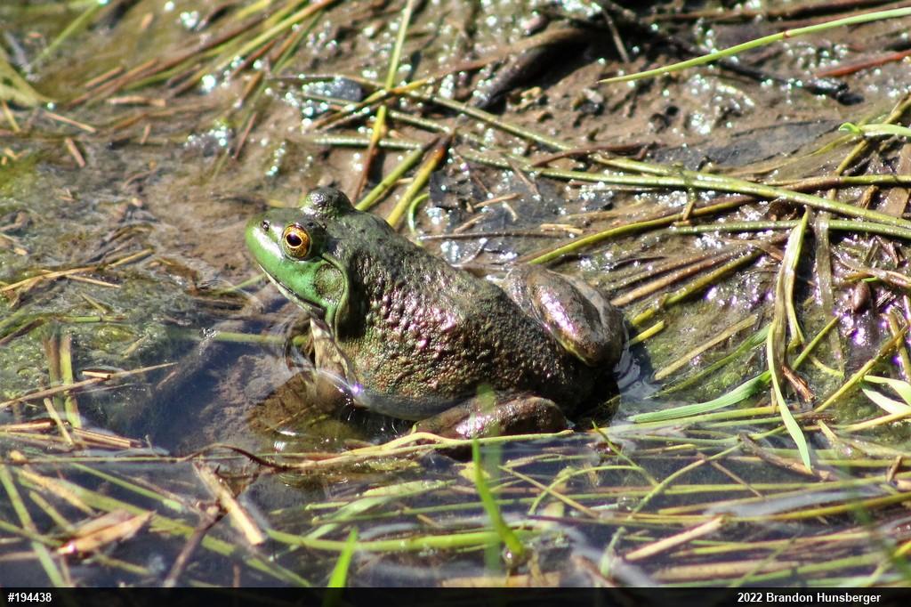 American Bullfrog