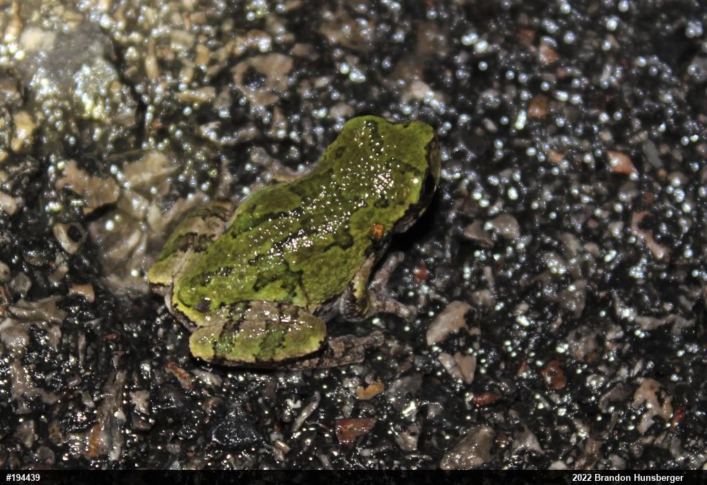 Unknown Gray Treefrog