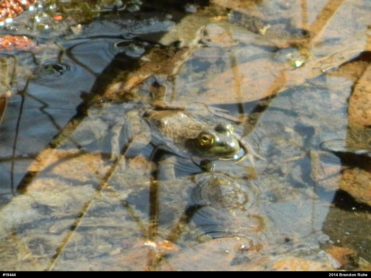 American Bullfrog