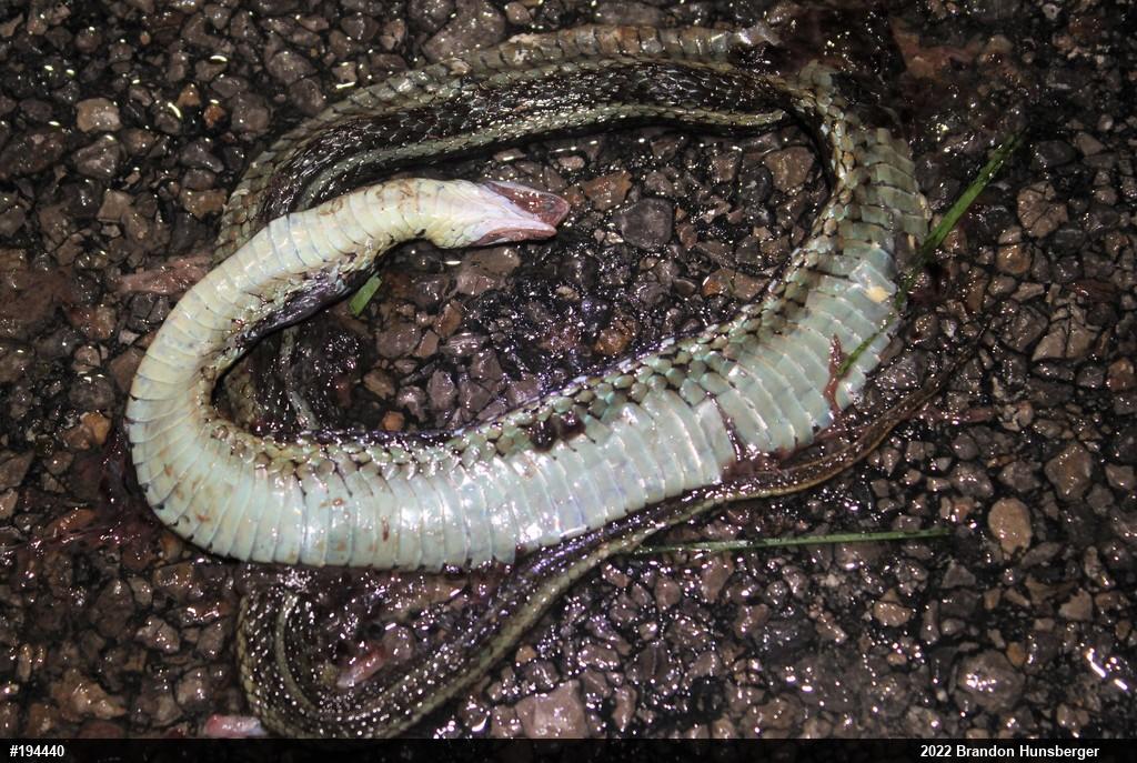 Eastern Gartersnake