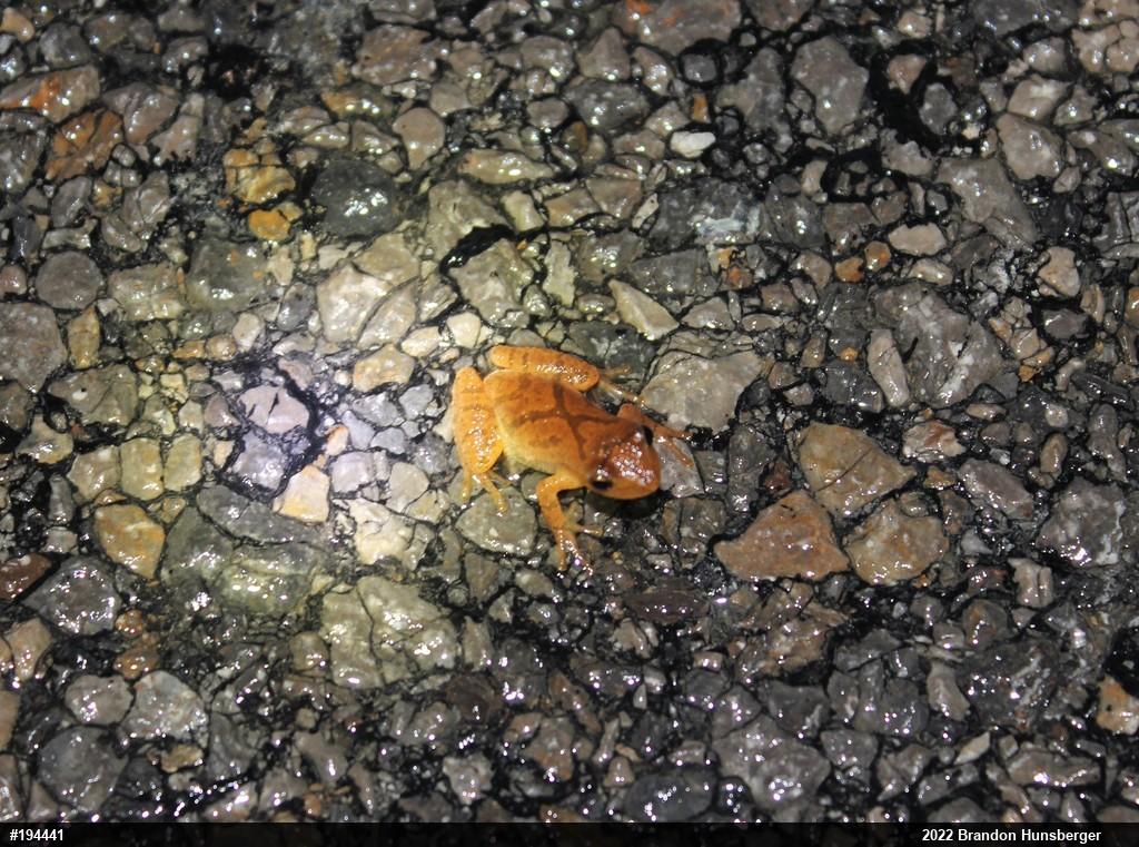 Spring Peeper