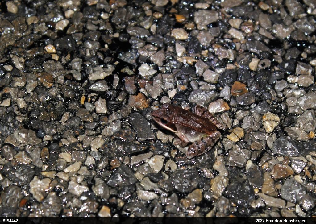 Wood Frog