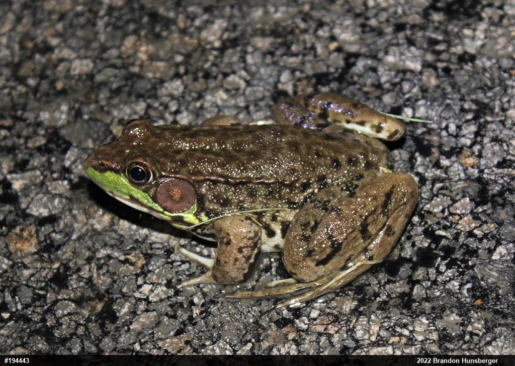 Green Frog