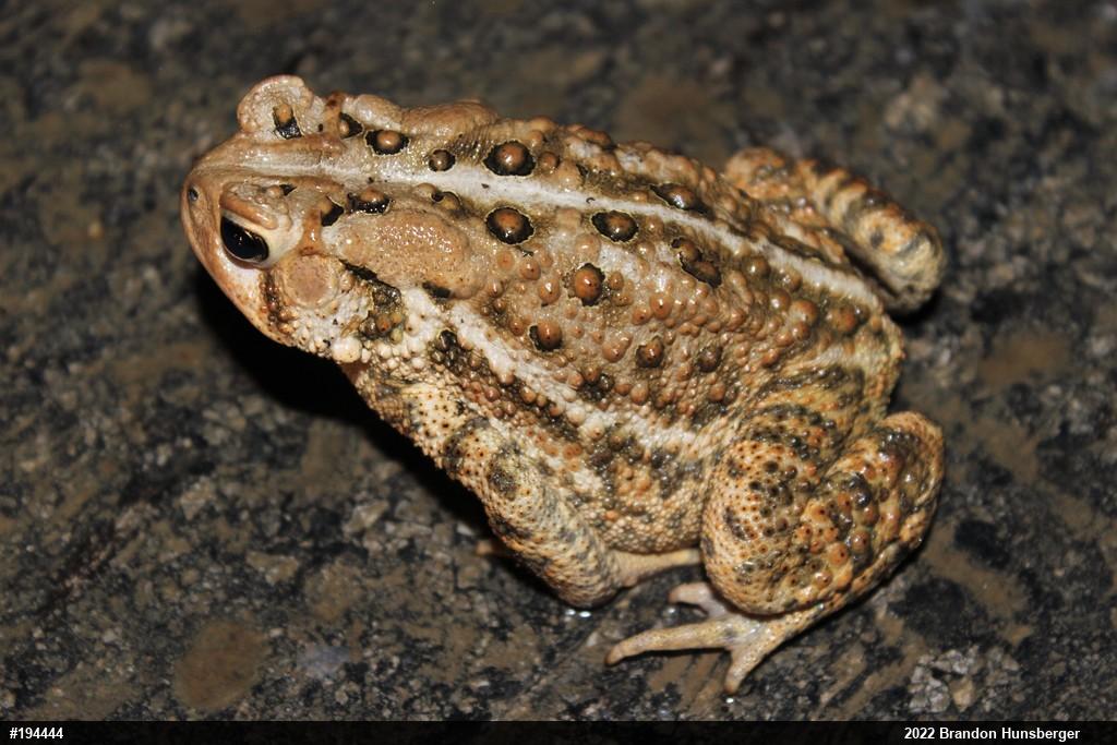 Eastern American Toad