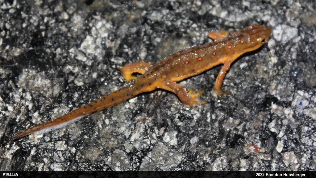 Red-spotted Newt