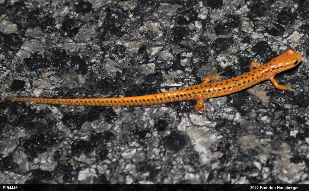 Eastern Long-tailed Salamander