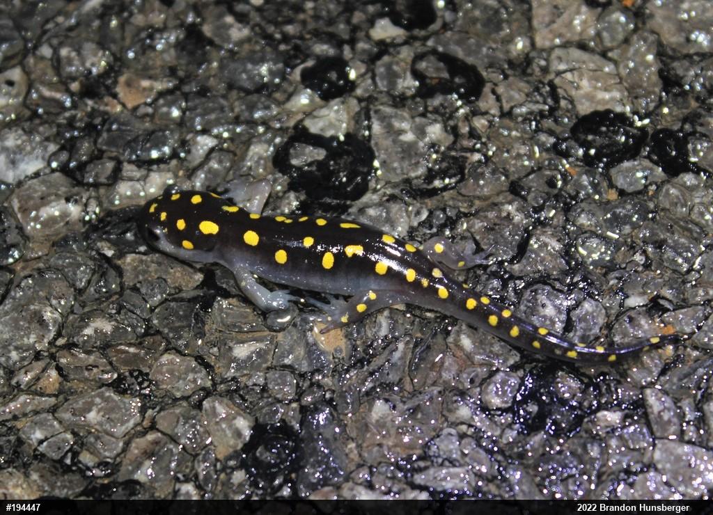 Spotted Salamander