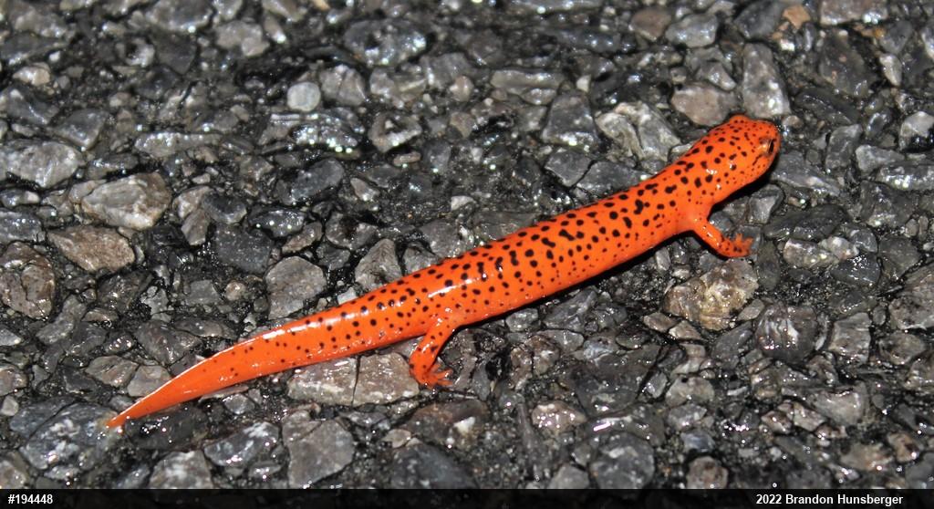 Northern Red Salamander