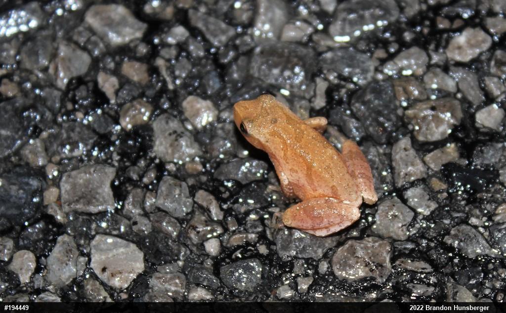 Spring Peeper