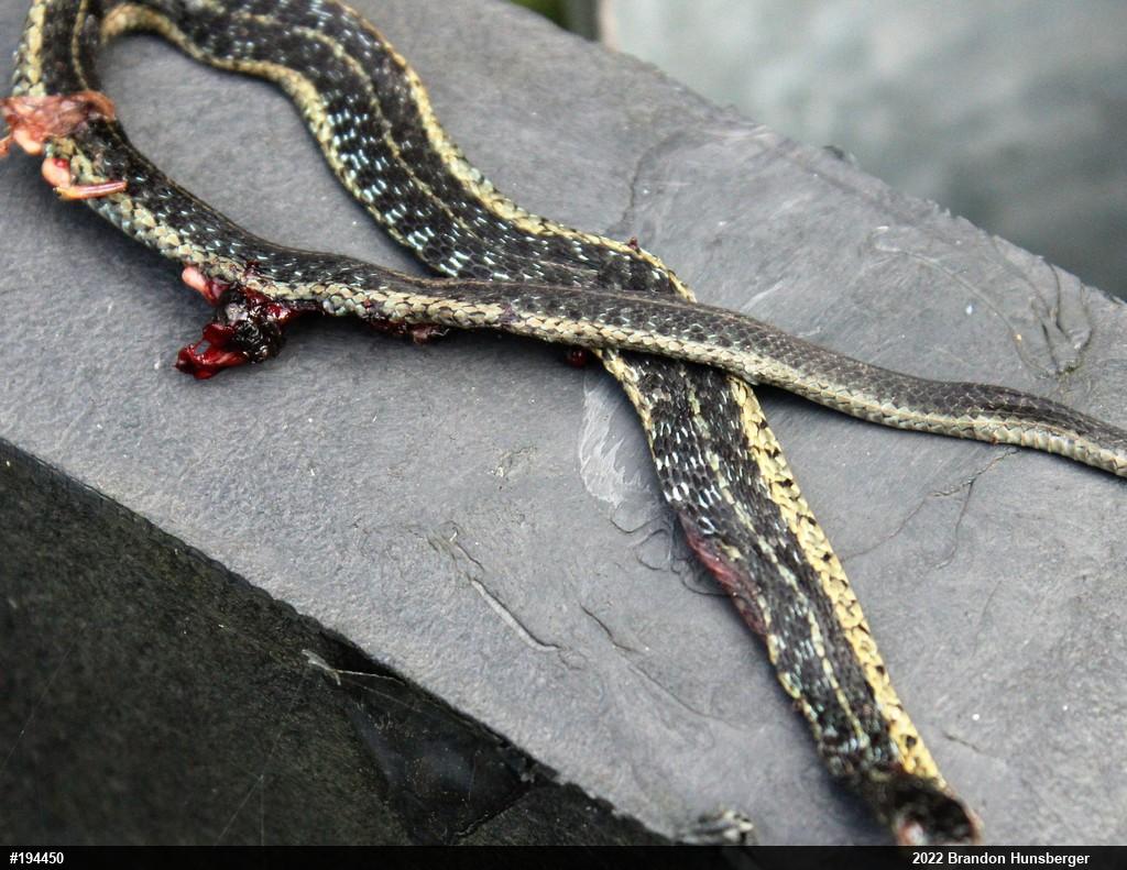 Eastern Gartersnake