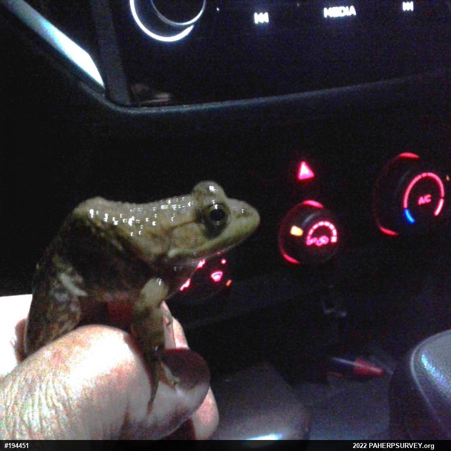 American Bullfrog