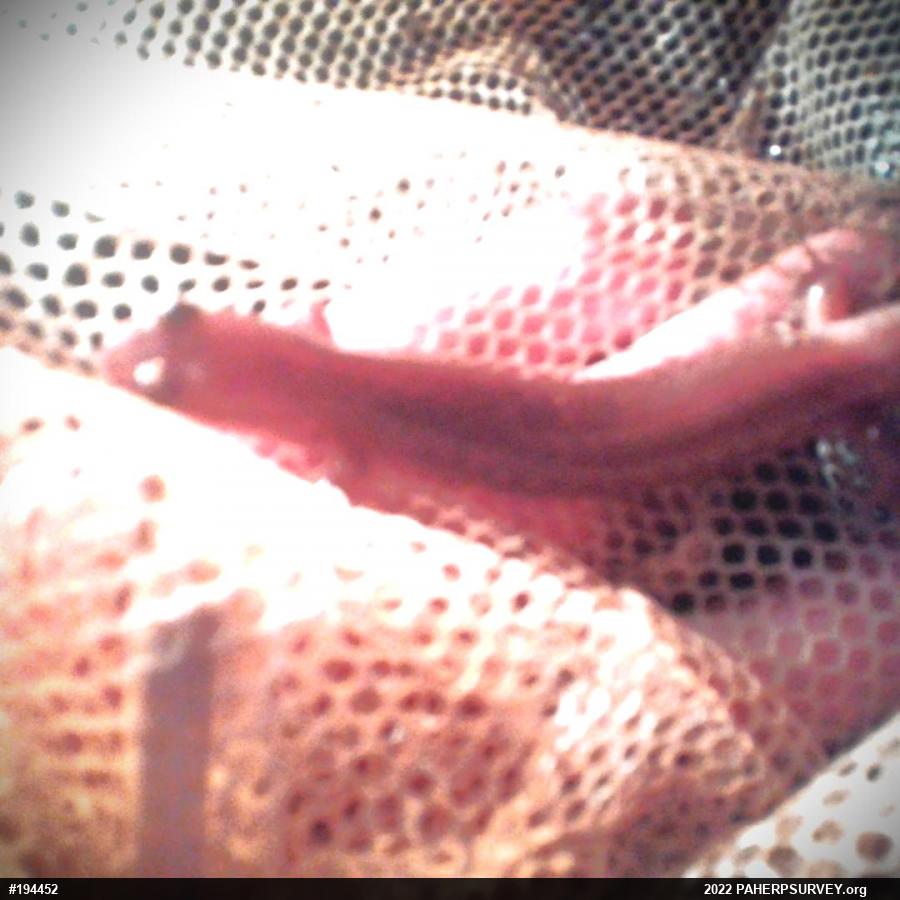 Northern Spring Salamander