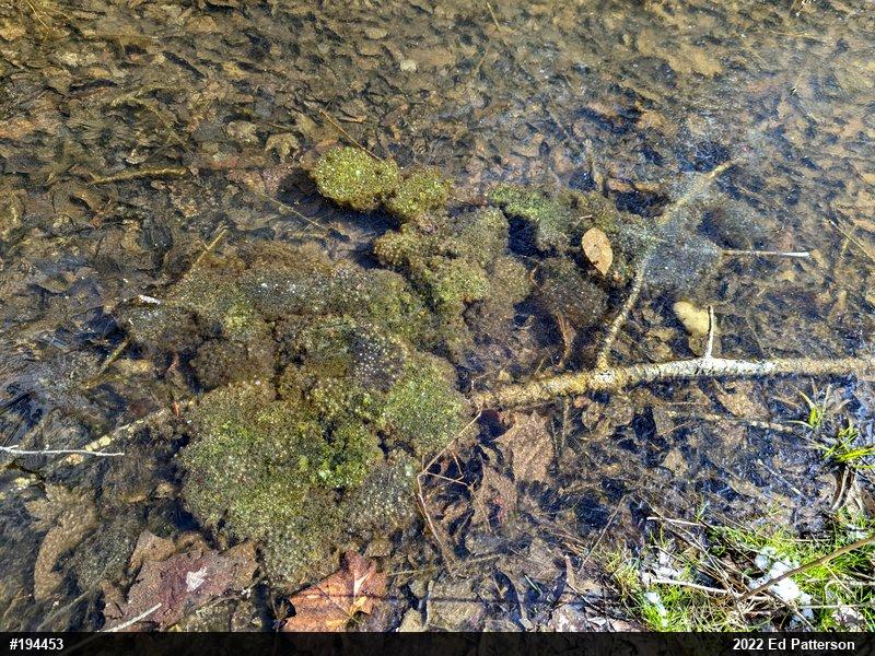 Wood Frog
