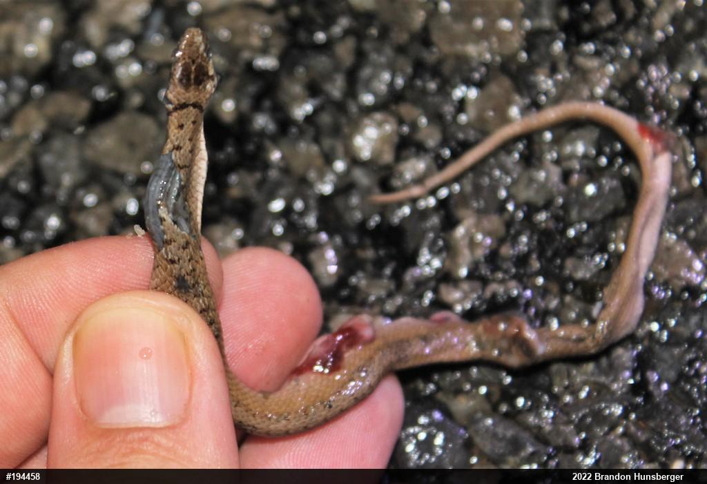 Dekay's Brownsnake