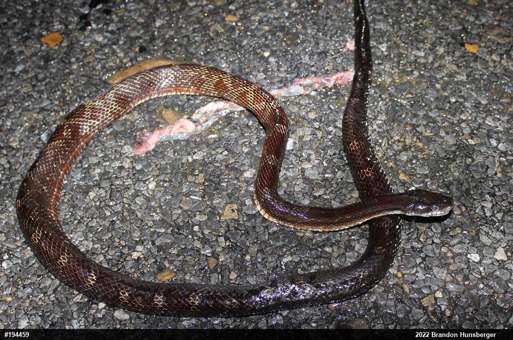 Eastern Ratsnake