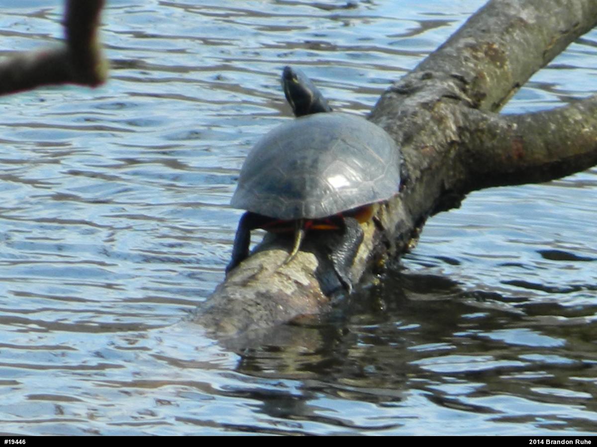 Painted Turtle