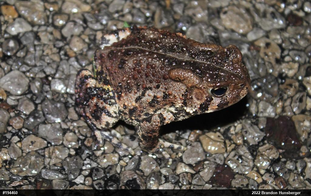 Eastern American Toad