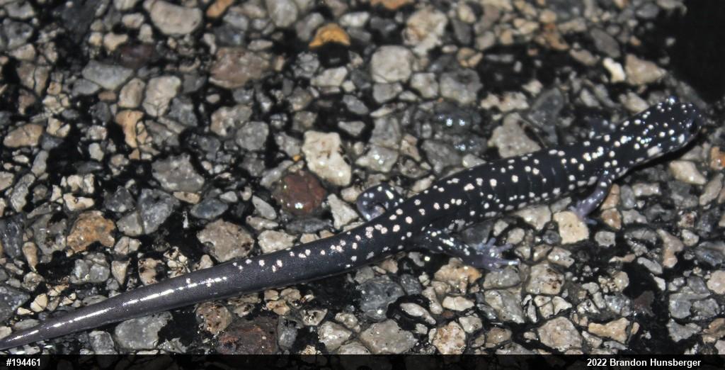 Northern Slimy Salamander