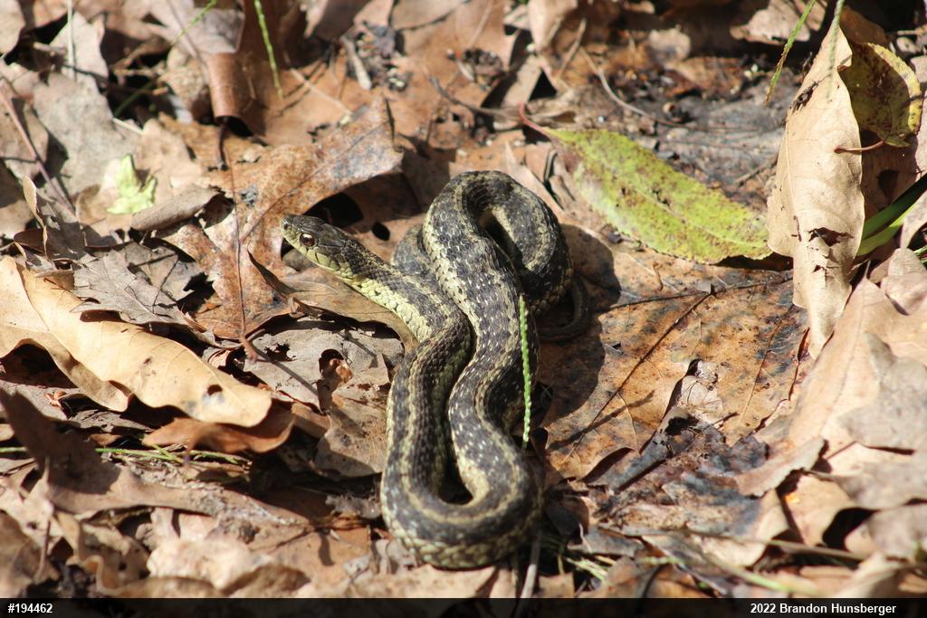 Eastern Gartersnake