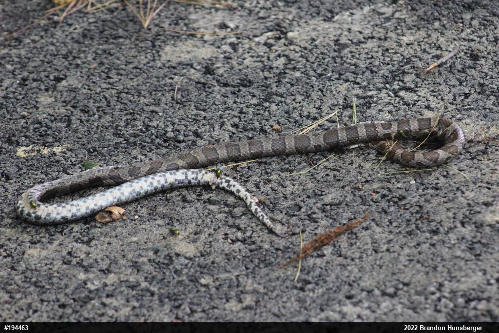 Eastern Milksnake