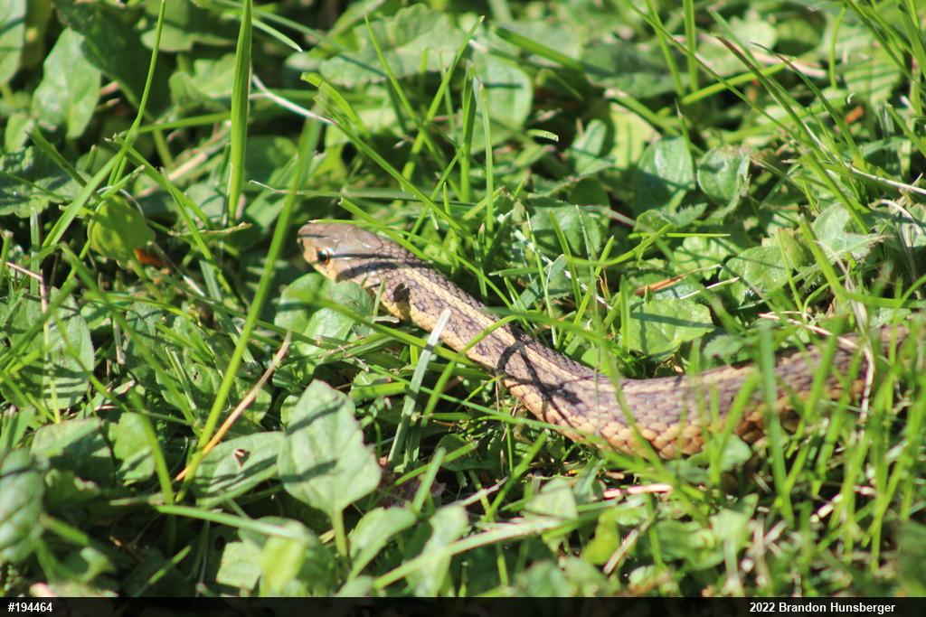 Eastern Gartersnake