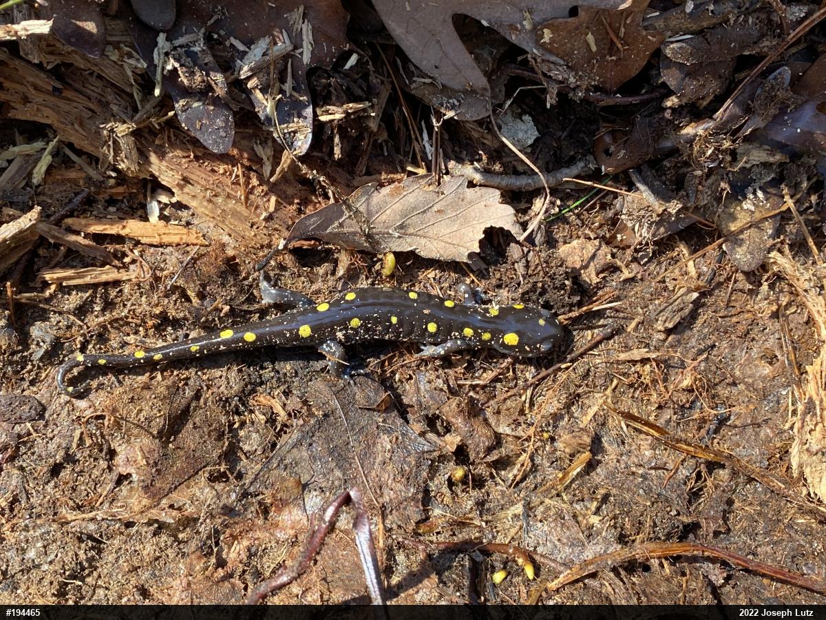 Spotted Salamander