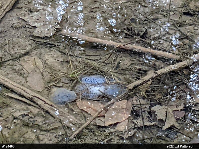 Spotted Salamander