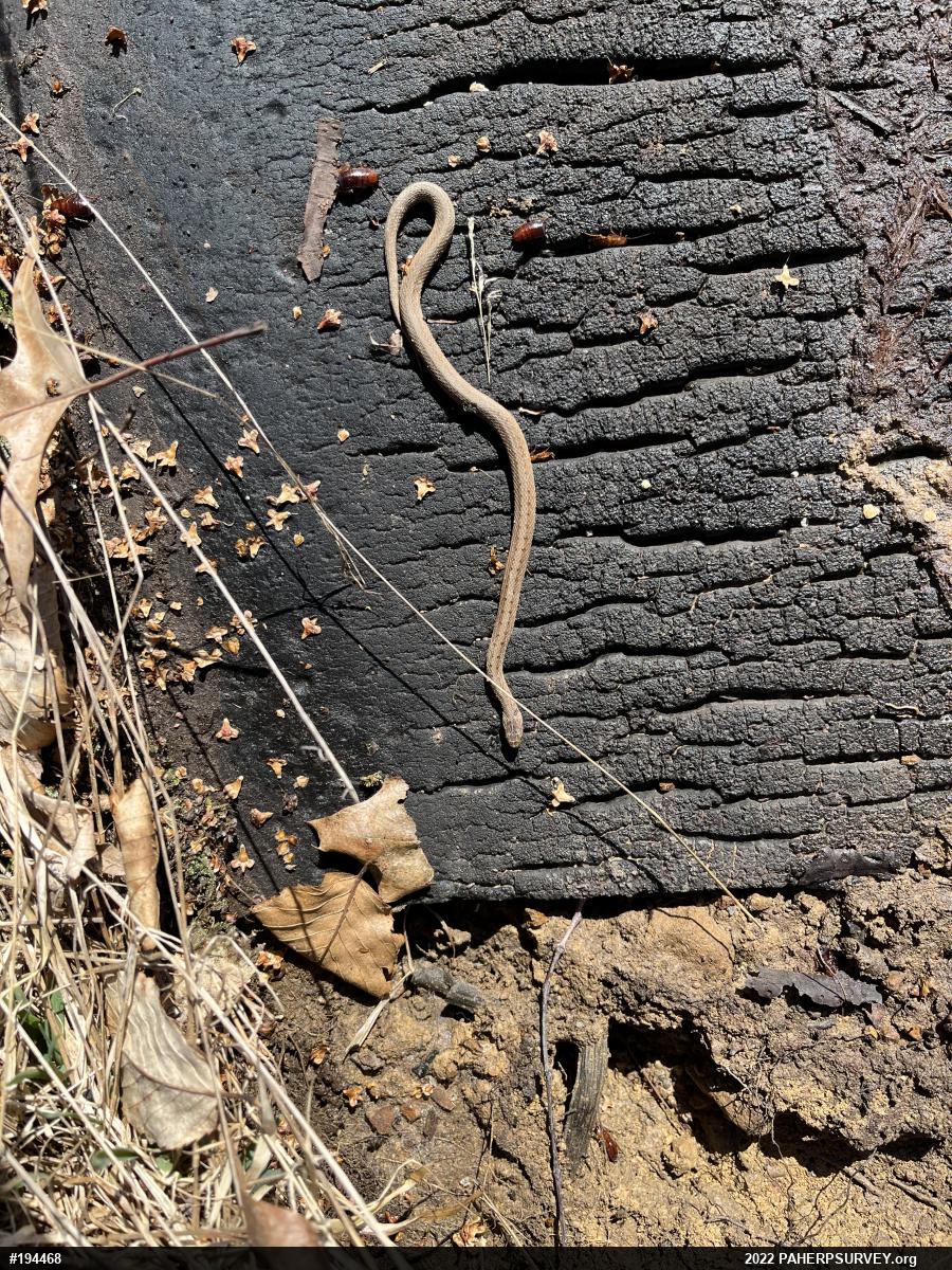 Dekay's Brownsnake