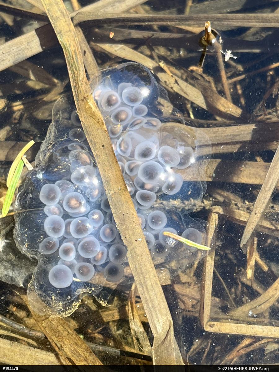 Spotted Salamander