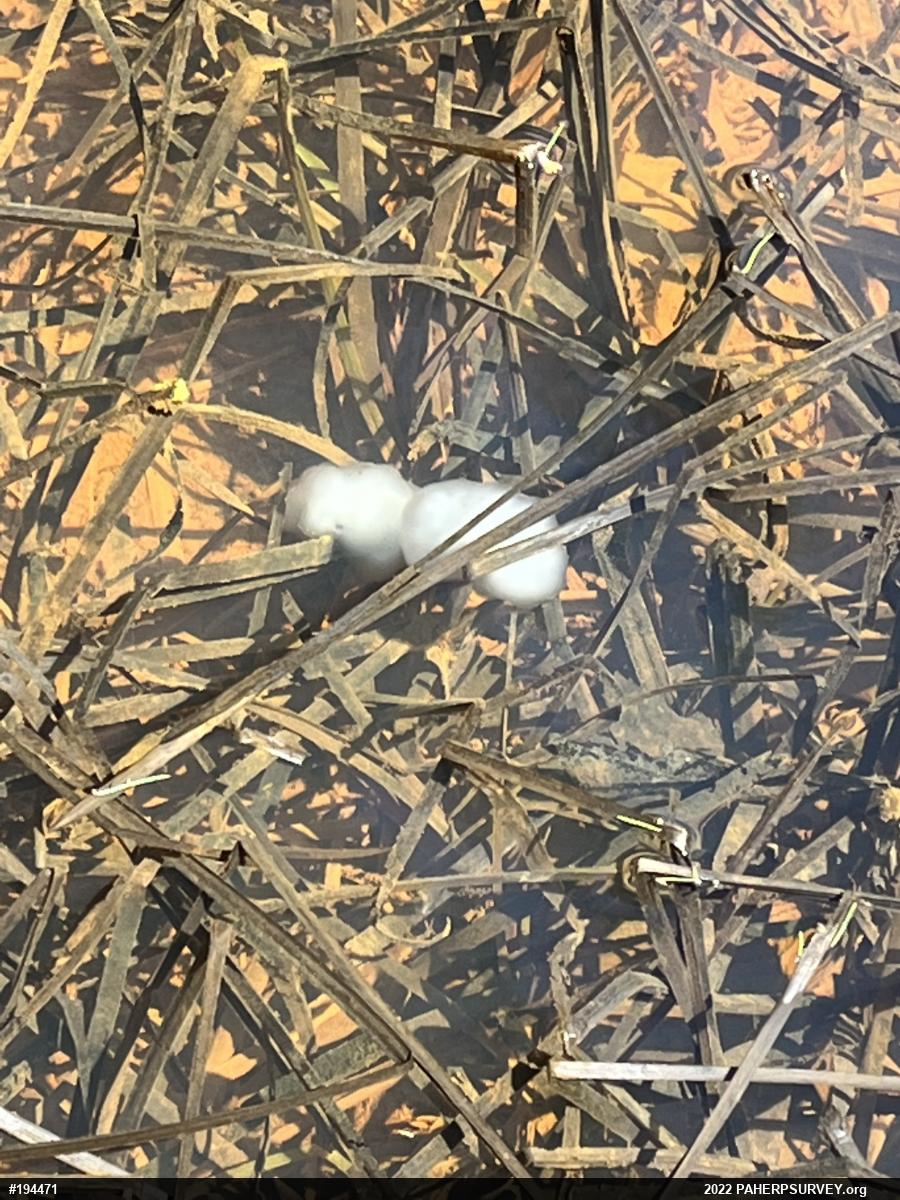 Spotted Salamander