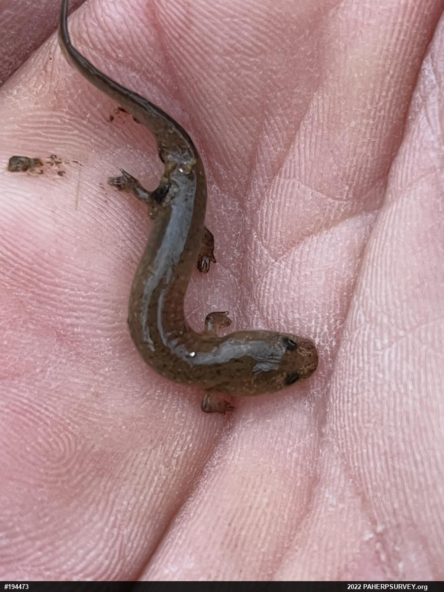 Northern Red Salamander