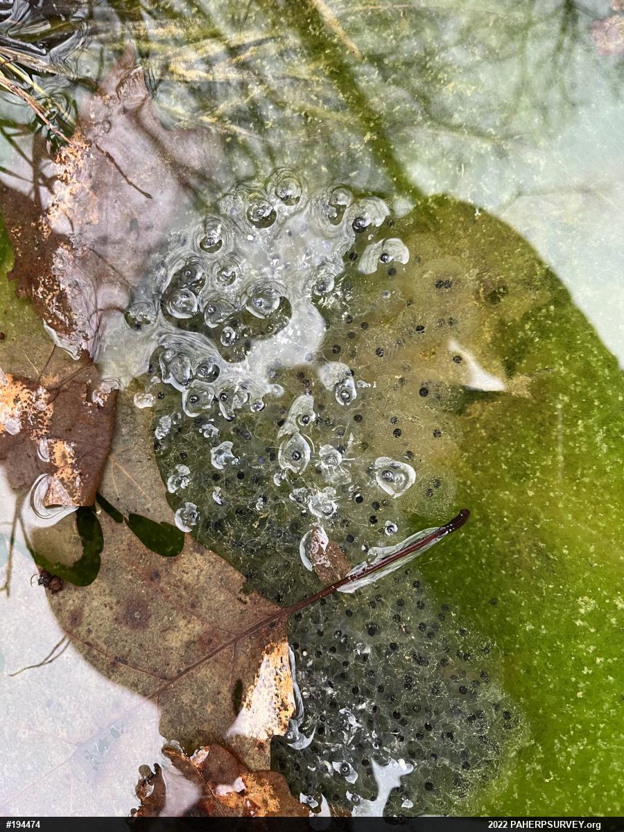 Wood Frog
